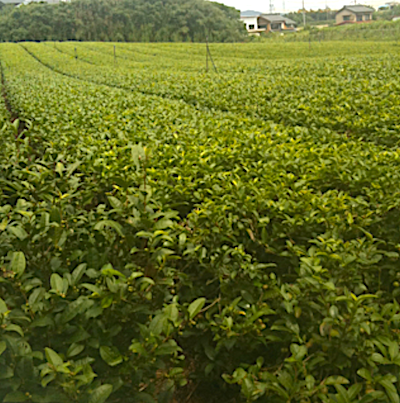 農学カフェ「紅茶作り体験 in ごとう製茶」レポート2011.9.9